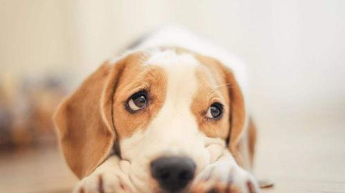 娱乐吃瓜菌小狗视频下载,揭秘小狗视频下载背后的秘密 第3张 娱乐吃瓜菌小狗视频下载,揭秘小狗视频下载背后的秘密 第3张